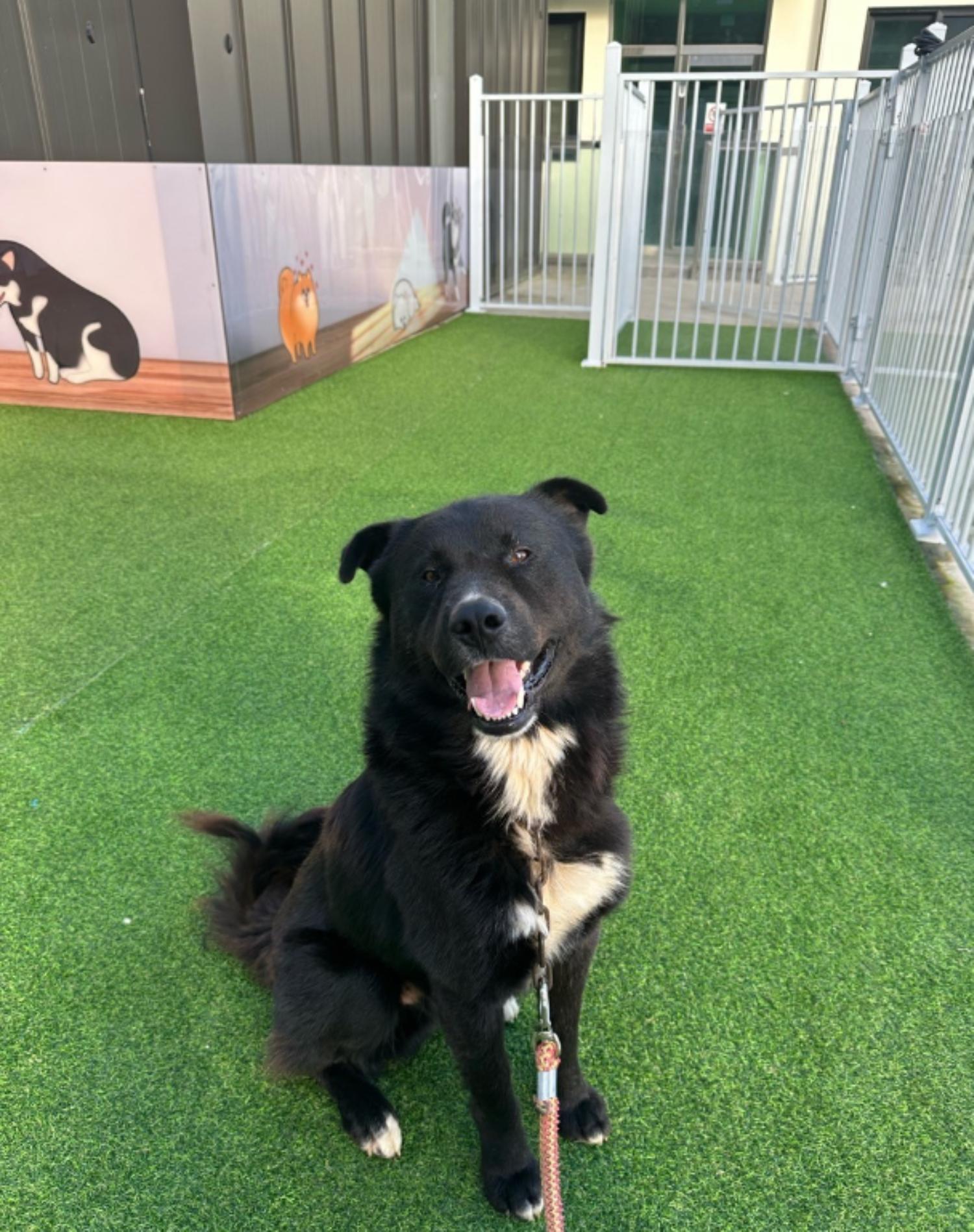 양평군유기동물보호소_441417202300976