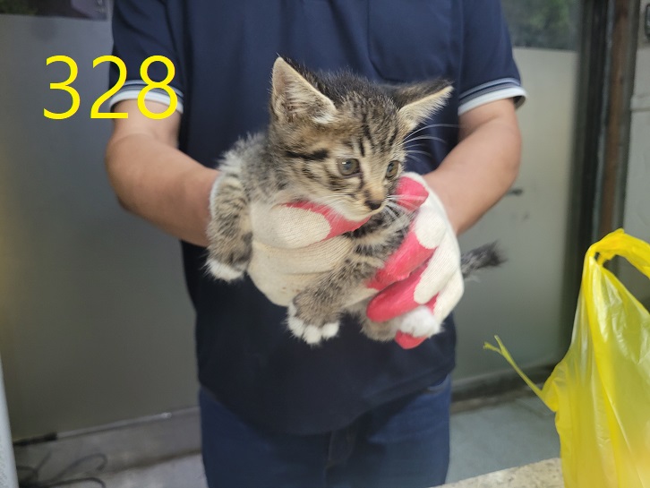 보호중 한국 고양이…