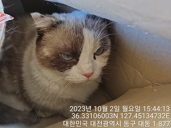 대전동물보호센터_430364202300316