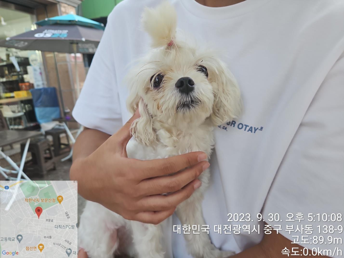 종료(입양) 말티즈…