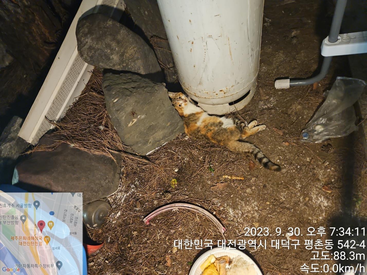 대전동물보호센터_430368202300440