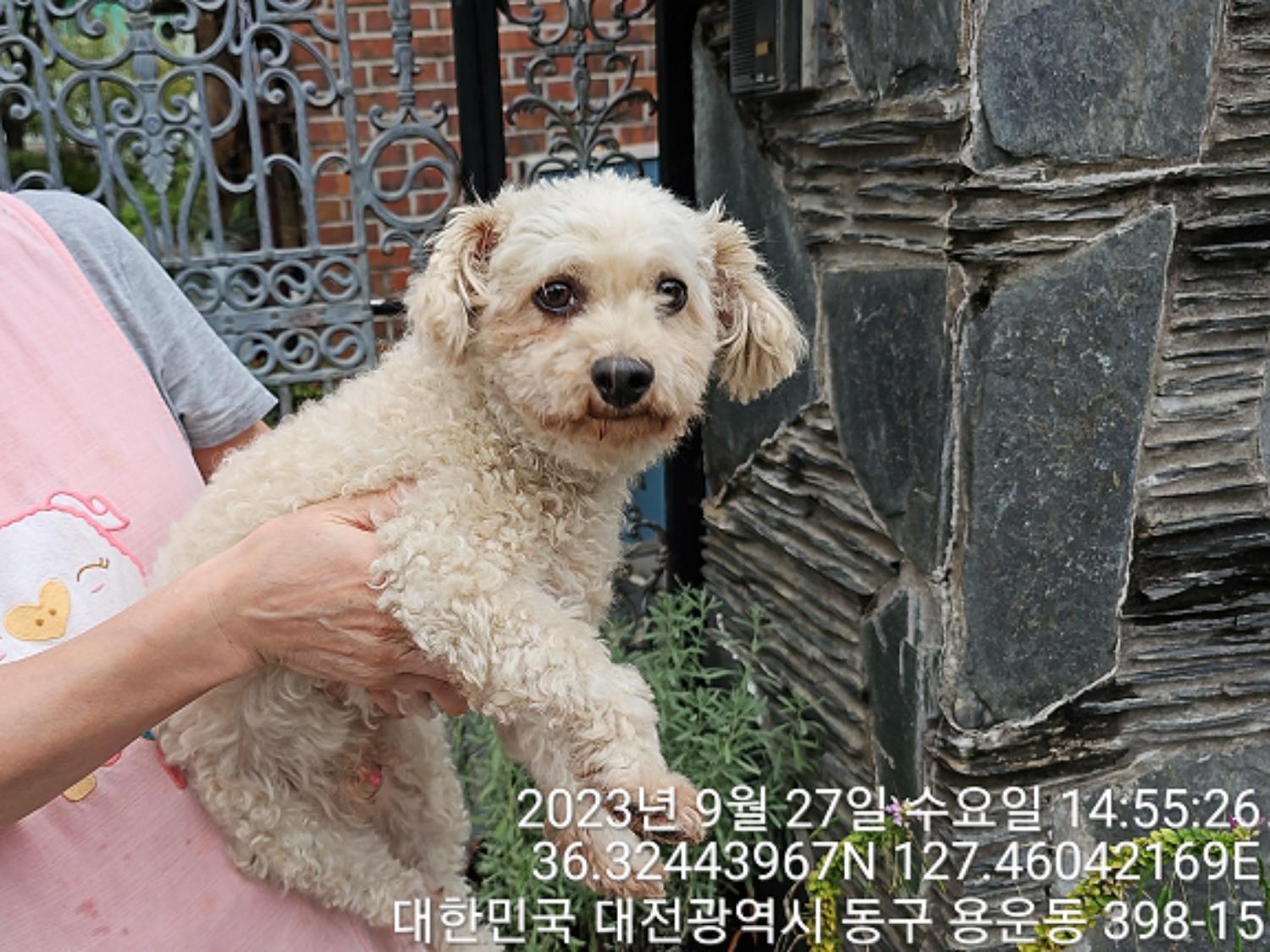 종료(반환) 푸들의…