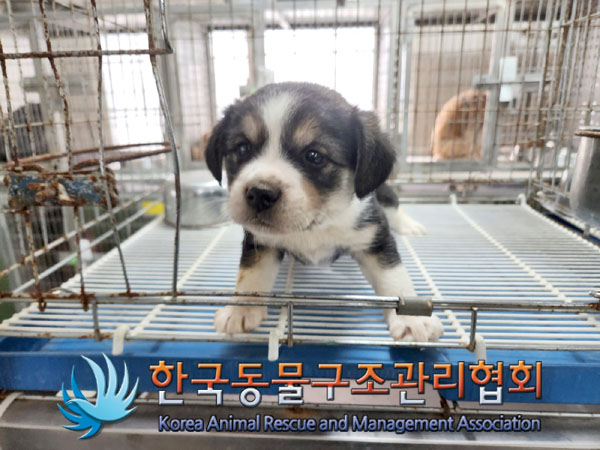 한국동물구조관리협회_441409202301547