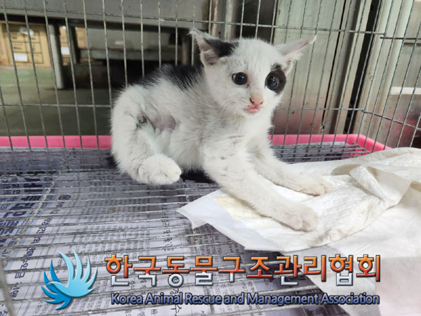 한국동물구조관리협회_411317202300270