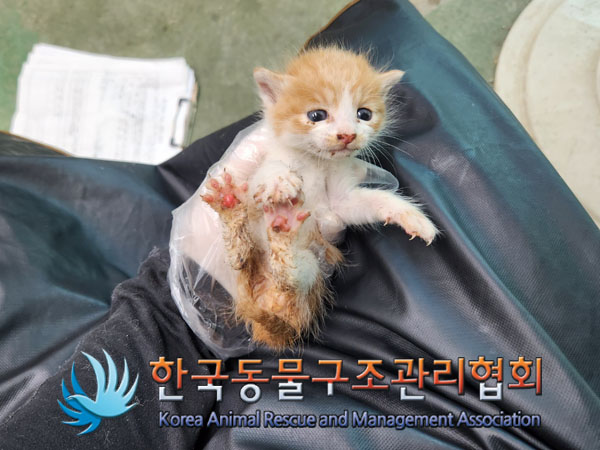 한국동물구조관리협회_411311202300785