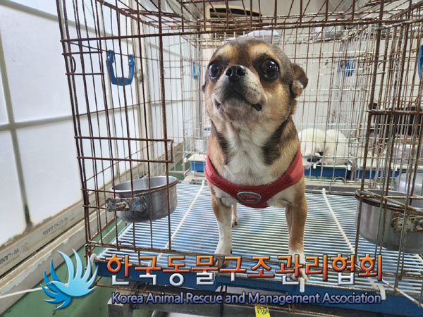 보호중 치와와의 가…