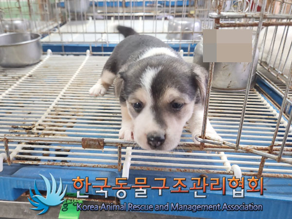 보호중 믹스견의 가…