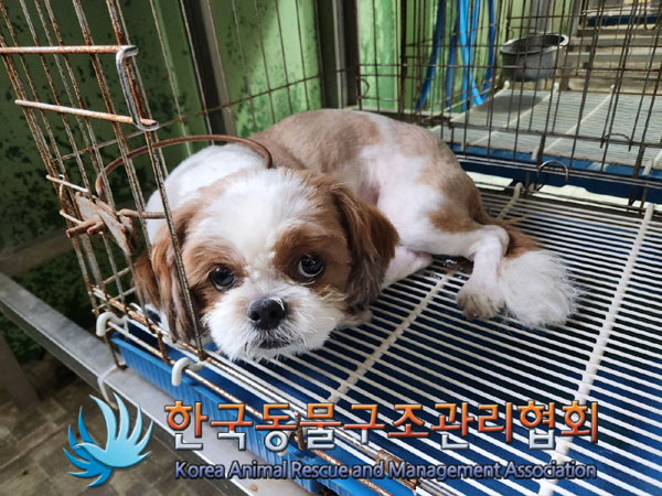 종료(반환) 시츄의…