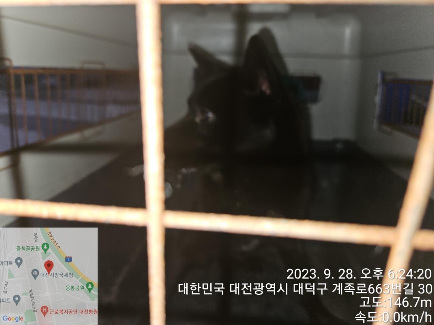 보호중 믹스견의 가…