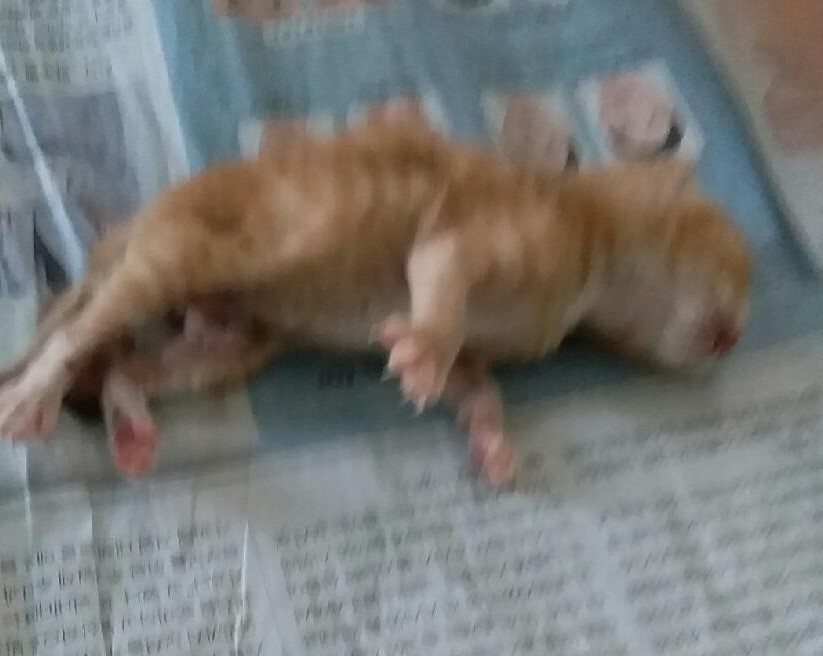 대구유기동물보호협회_427347202300873