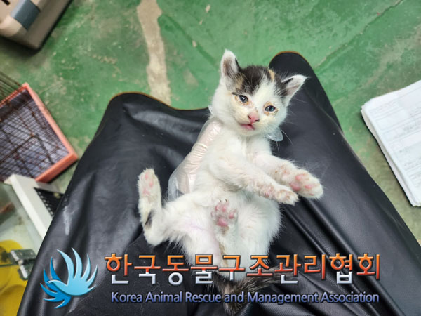 한국동물구조관리협회_441409202301556