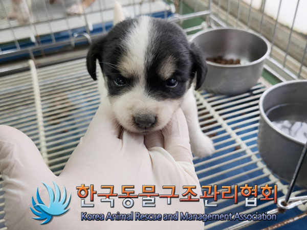 한국동물구조관리협회_441409202301551