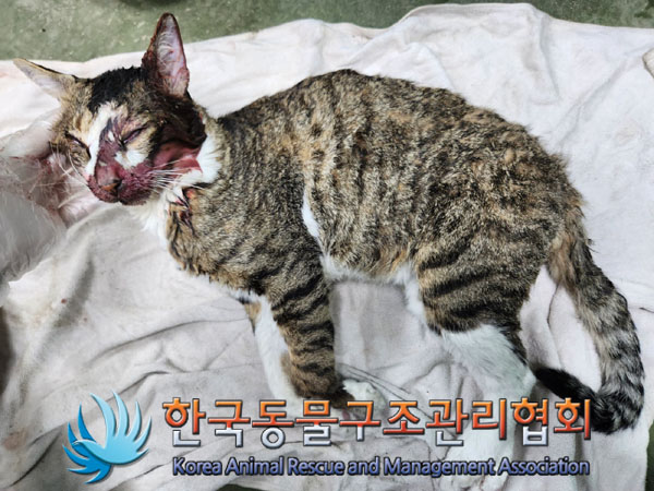 한국동물구조관리협회_411309202300399