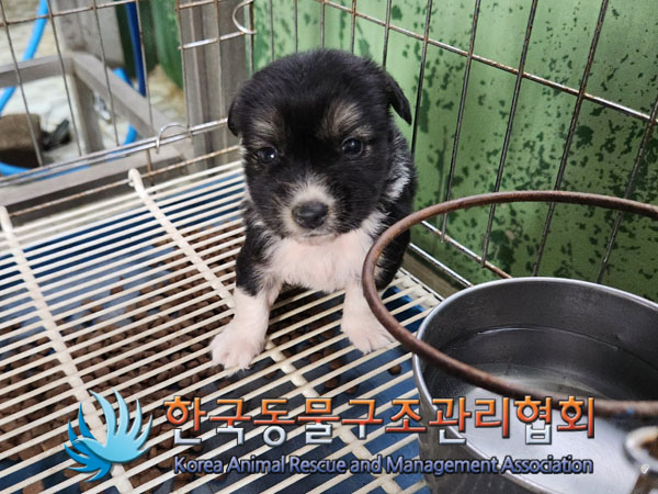한국동물구조관리협회_441409202301553