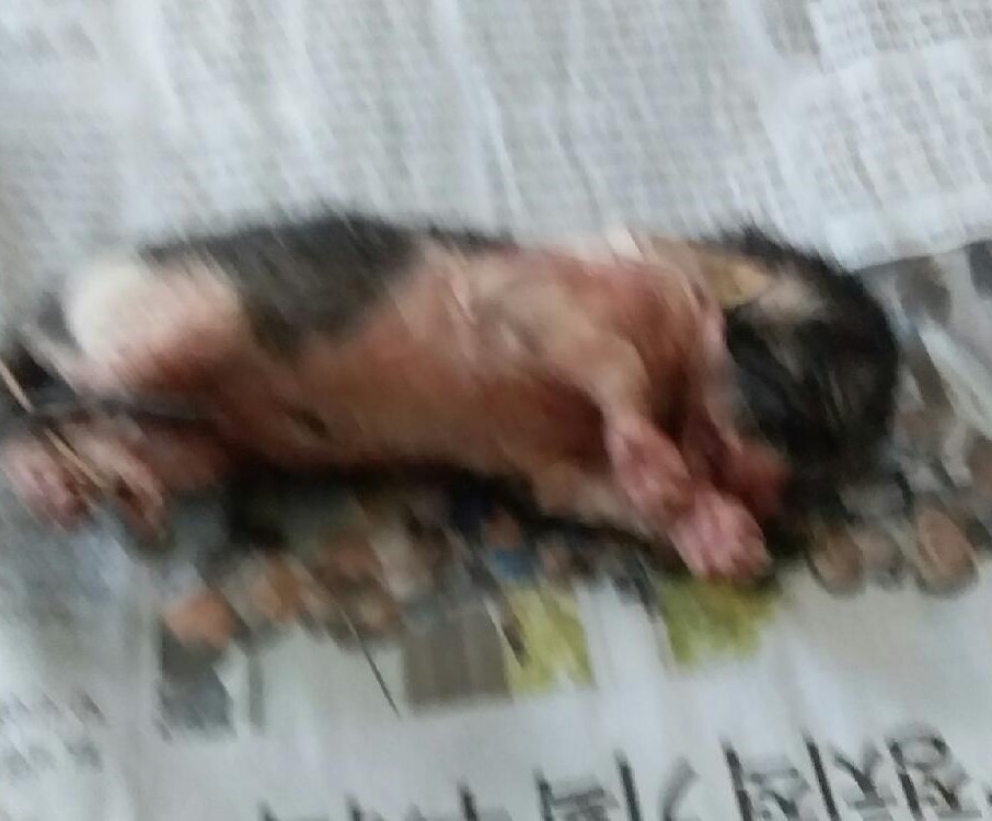 대구유기동물보호협회_427345202300720