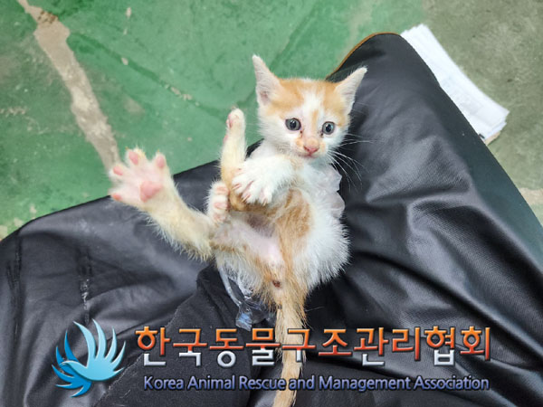 한국동물구조관리협회_441560202301293