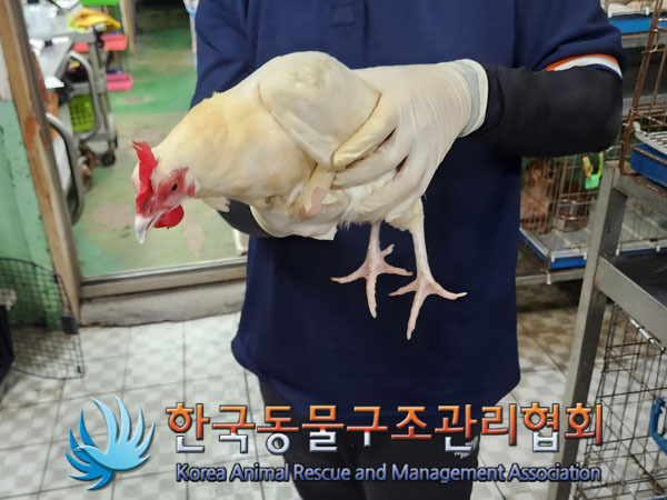 한국동물구조관리협회_441406202301428