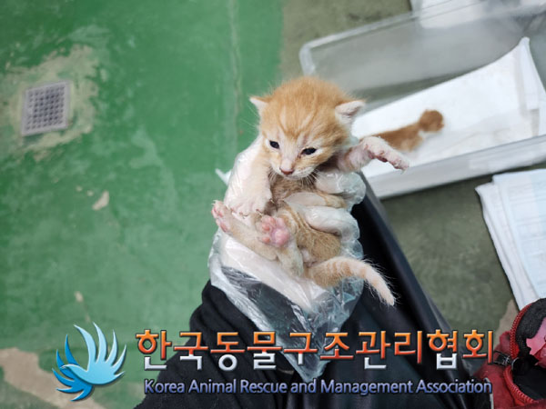 한국동물구조관리협회_441560202301296