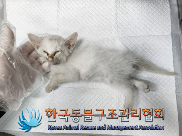 한국동물구조관리협회_441559202300957