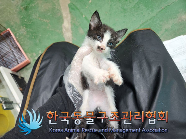 한국동물구조관리협회_441560202301294