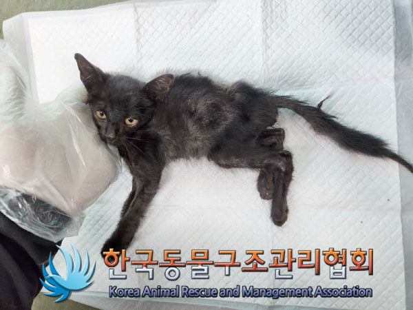 종료(자연사) 한국…