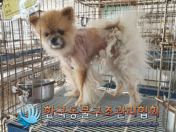 한국동물구조관리협회_441382202300662