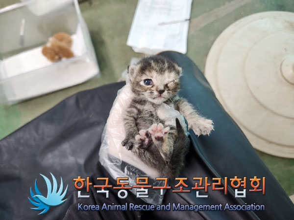 한국동물구조관리협회_441560202301298