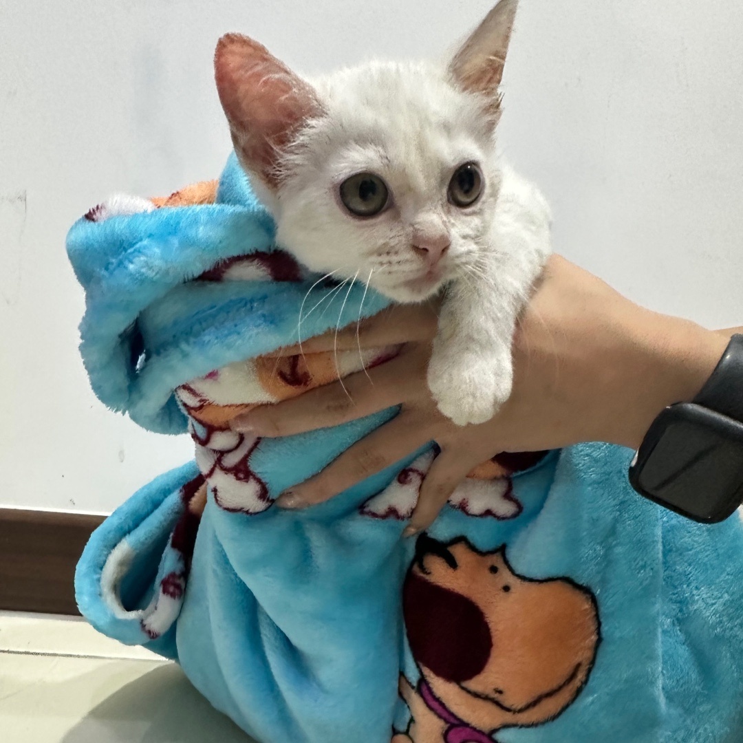 [고양이] 터키시 앙고라 대구-수성-2023-00789 유기동물 배경 이미지 입니다.