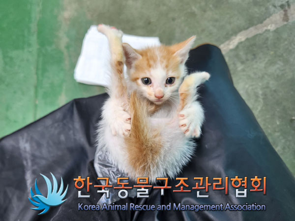 한국동물구조관리협회_441560202301295