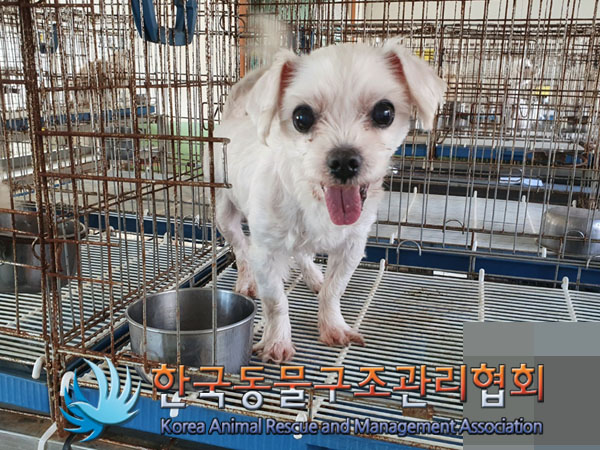 한국동물구조관리협회_441392202300199