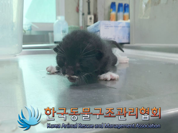 한국동물구조관리협회_441382202300664