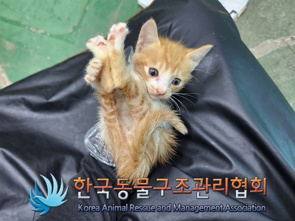 한국동물구조관리협회_441560202301291