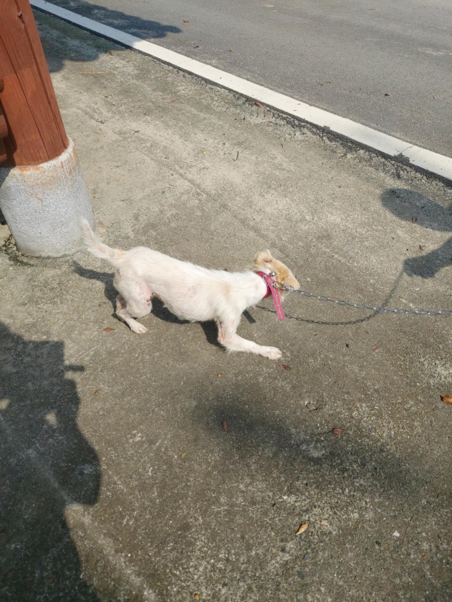 제일동물병원_444455202300338