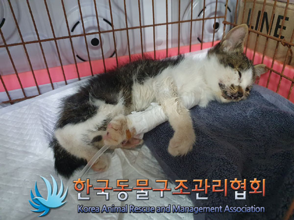 한국동물구조관리협회_441560202301300