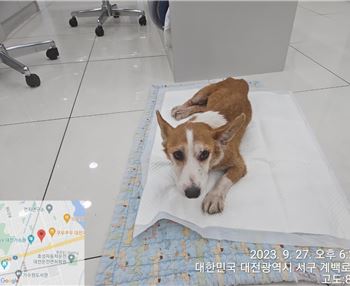 대전동물보호센터_430367202300575