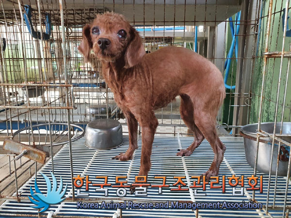 종료(자연사) 푸들…