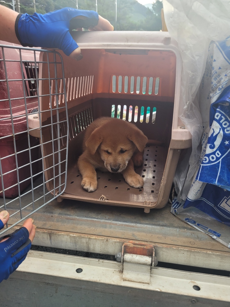 단양군유기동물보호소_443448202300149