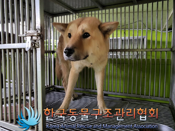 한국동물구조관리협회_411304202300636