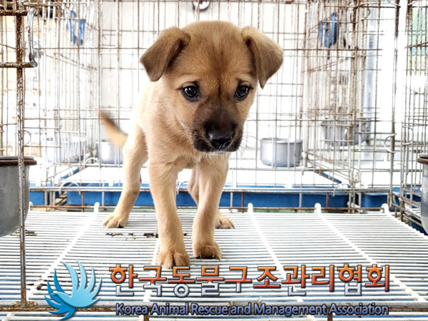 종료(자연사) 믹스…