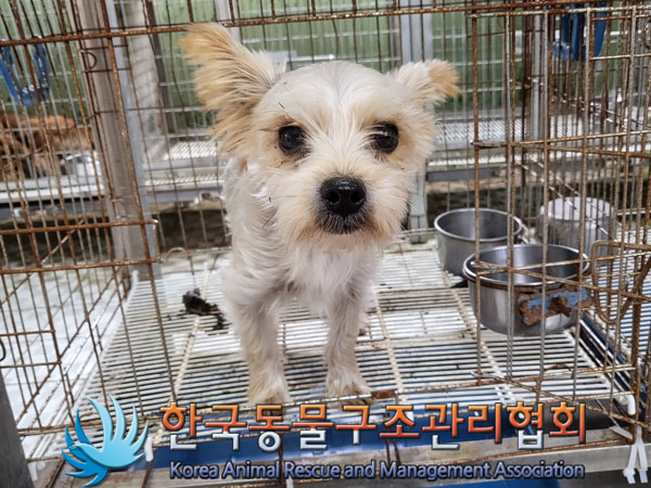 종료(입양) 요크셔…