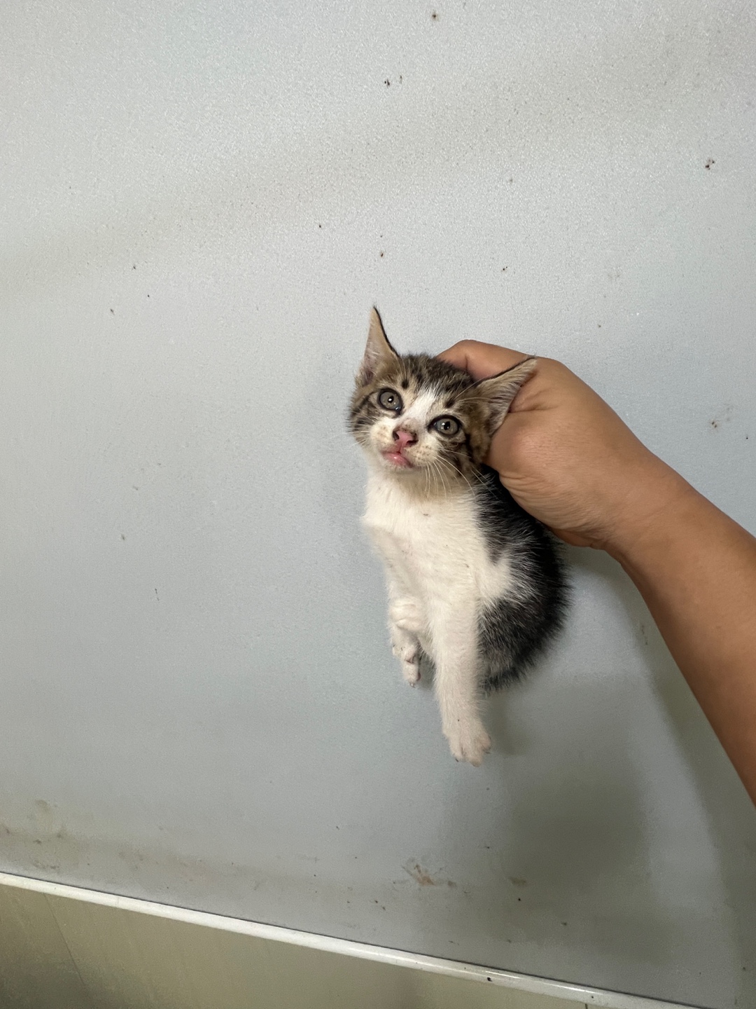 부산동물보호센터_426332202300550