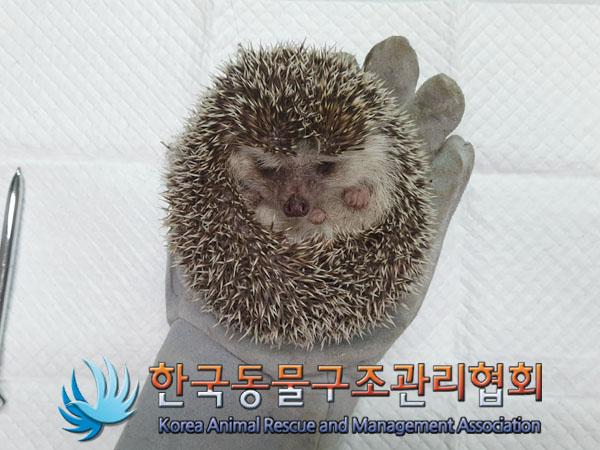 종료(입양) 고슴도…