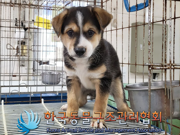 종료(입양) 믹스견…