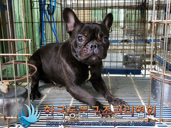 보호중 프렌치 불독…