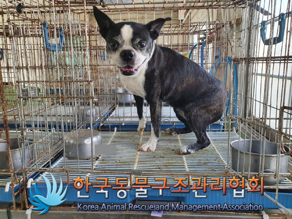 한국동물구조관리협회_441559202300962