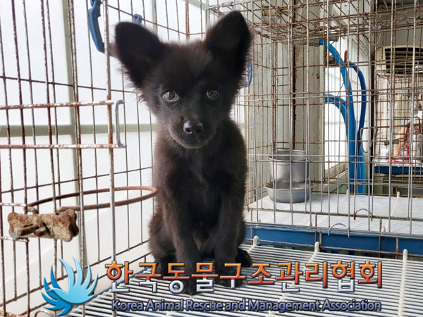 한국동물구조관리협회_411300202300378