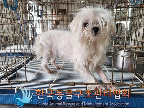 한국동물구조관리협회_411305202300477