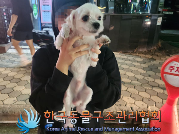 종료(반환) 말티즈…