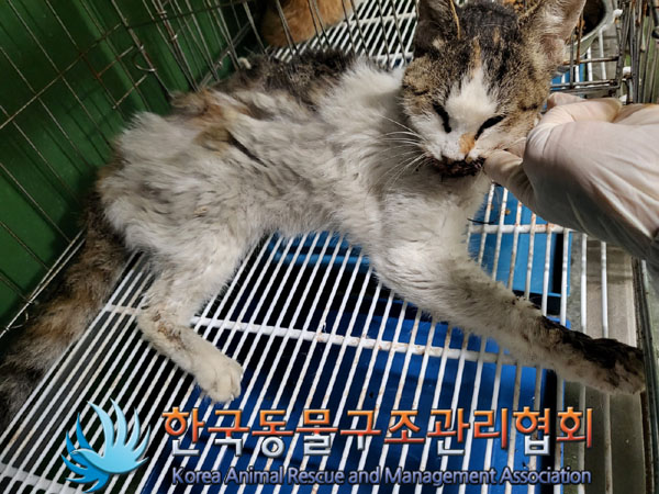 한국동물구조관리협회_411317202300271