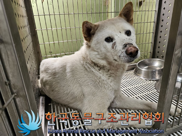 종료(안락사) 믹스…